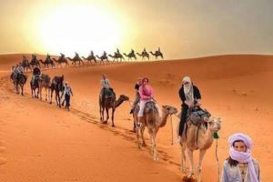 Premium-Camel-Ride