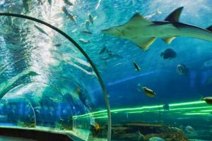 dolphin aquarium dubai

