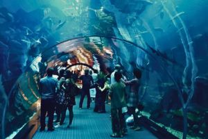 best aquarium dubai
